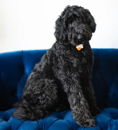 Olive The black curly haired Airedoodle sitting on a blue couch.